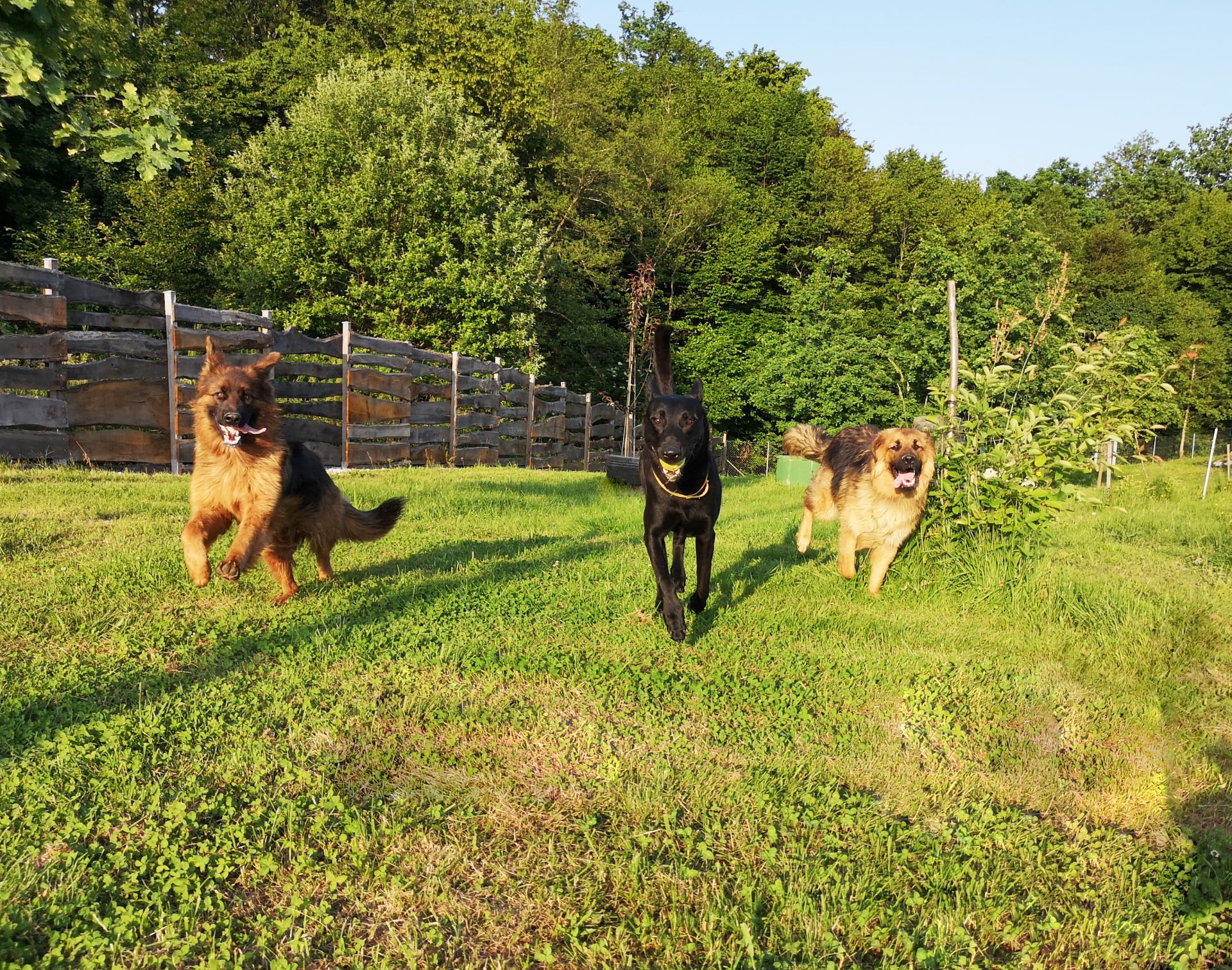 hotel-za-pse-zagreb-agility-park