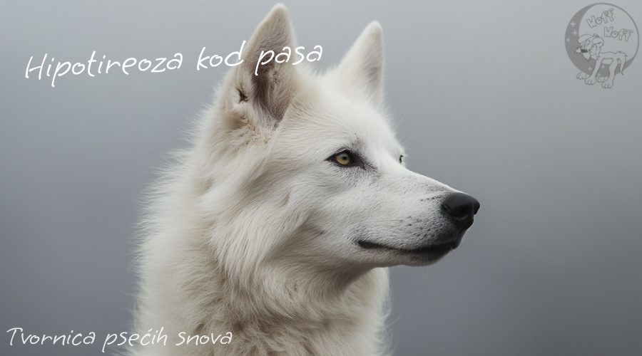 Bijeli pas s pažljivim izrazom lica, pozadina je siva i neutralna. Tekst "Hipotireoza kod pasa" je prikazan u gornjem lijevom kutu, dok "Tvornica psećih snova" stoji dolje desno uz logotip brenda Woff Woff