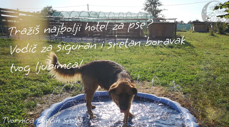 Sretan pas uživa u bazenu na otvorenom u sigurnom i prirodnom okruženju hotela za pse.