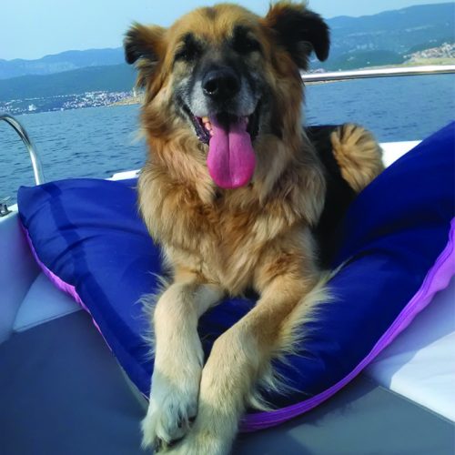 Ortopedski krevet za pse